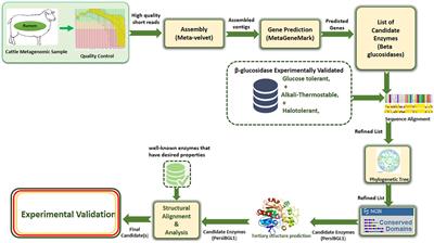 A Novel High Glucose-Tolerant β-Glucosidase: Targeted Computational Approach for Metagenomic Screening